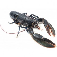 HOMARD CUIT 500 GRS
