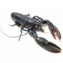 HOMARD CUIT 500 GRS