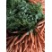 CAROTTES LAVEES (1kg)