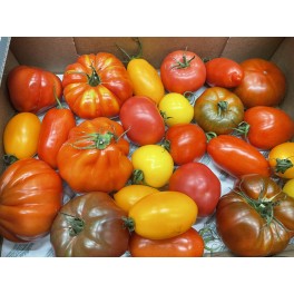 TOMATES CERISE