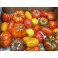 TOMATES CERISE