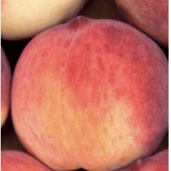 NECTARINES