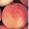NECTARINES