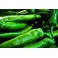 POIVRON LONG BIO