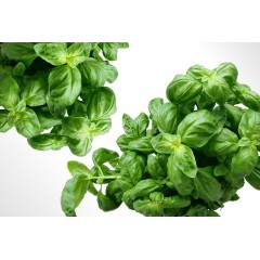 BASILIC BOTTE BIO