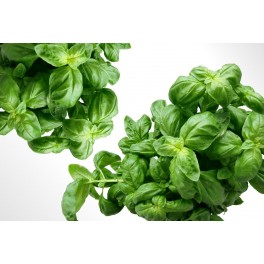 BASILIC BOTTE BIO