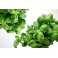 BASILIC BOTTE BIO