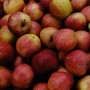 Pommes BIO