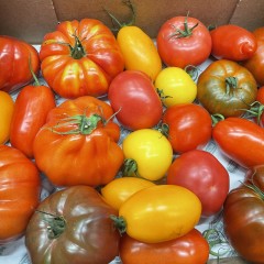 Mélange tomates