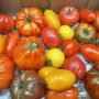 Mélange de tomates