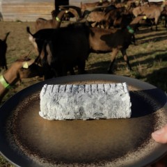 BUCHE CENDRÉE