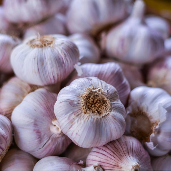 Ail Violet (2 têtes)