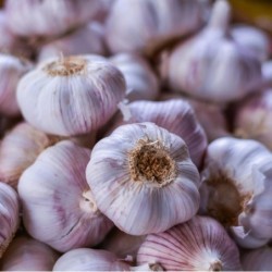 Ail Violet (2 têtes)