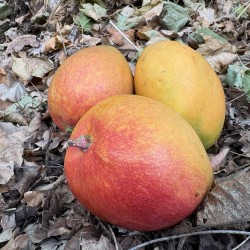 MANGUE