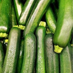 Courgettes BIO