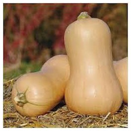 COURGE BUTTERNUT BIO