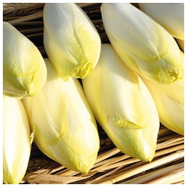 ENDIVES (1kg)