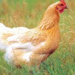 POULARDE 2 à 2.5 KILOS