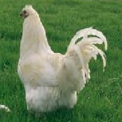 CHAPON FERMIER  4 KILO 